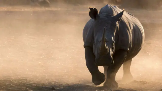 A white rhinoceros, Ceratotherium simum, walking toward the camera in a cloud of dust at sunset. Kalahari, Botswana