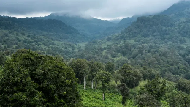 Aberdare National Park in Kenya