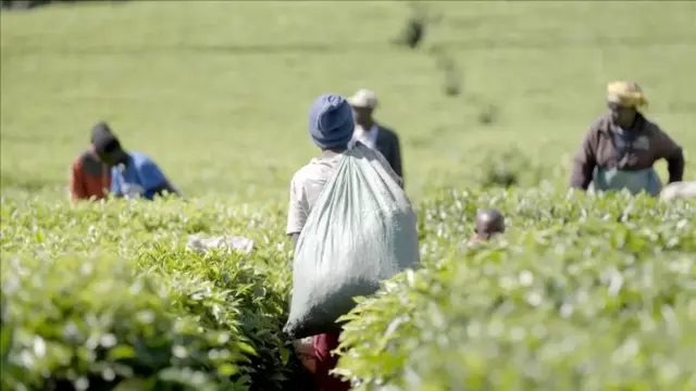 Workers on a tea farm in Kenya