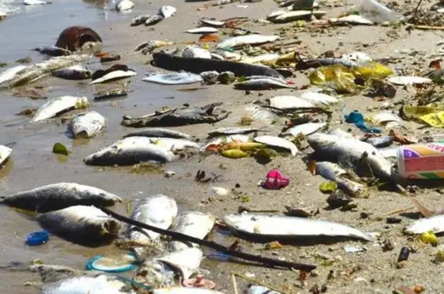 Dead fish on Maputo Bay