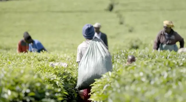 Workers on tea plantation