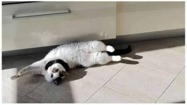 Anna's cat stretching on the floor