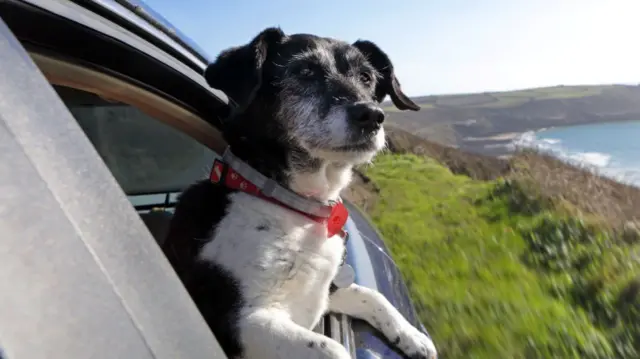 Travelling dog