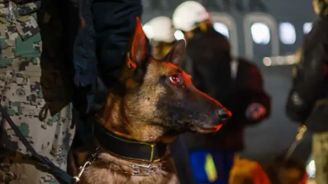 Ecko, a Mexican Navy search and rescue dog