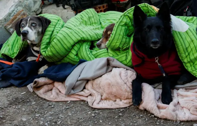 Rescue dogs, of German International Search and Rescue (ISAR) team, covered in blankets rest as search and rescue operations continue in Kirikhan