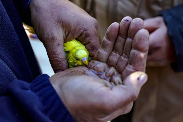 Budgie being given some water in Hatay, southern Turkey