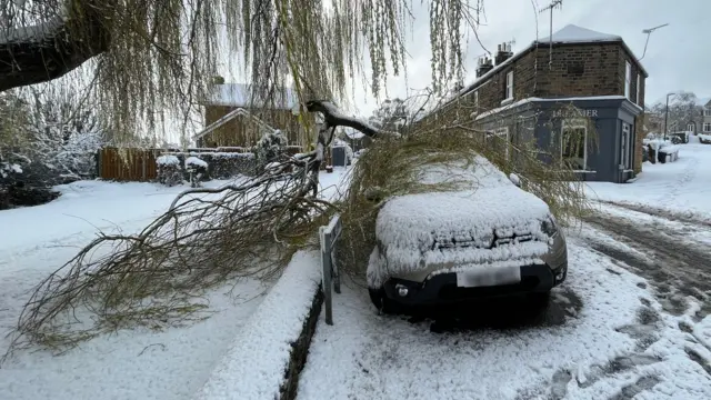 A car hit by a tree