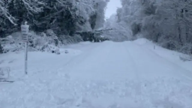 A tree on the line