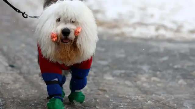 A dog and its owner arrive on the second day of the Crufts dog show in Birmingham