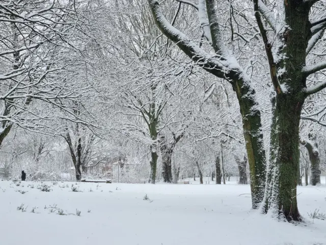 Trees in Leeds