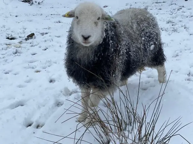 A sheep