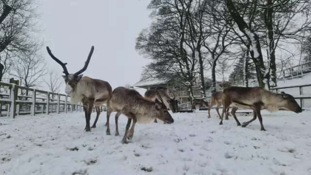 Dudley Zoo