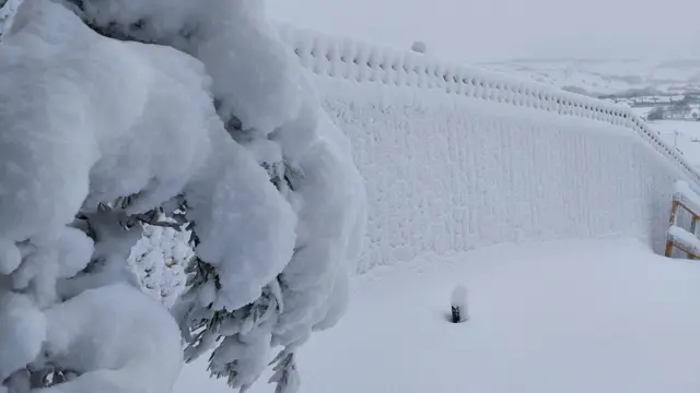 Snowy garden