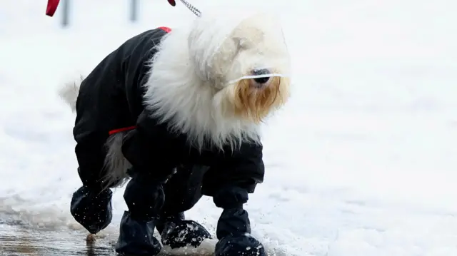 A dog and its owner arrive on the second day of the Crufts dog show in Birmingham