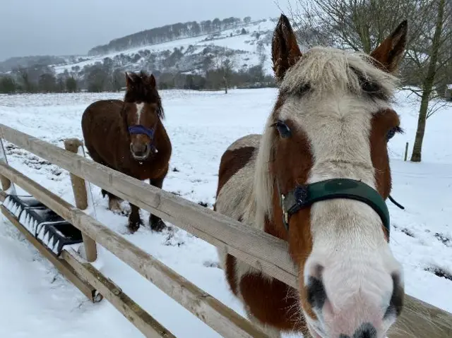 Some horses