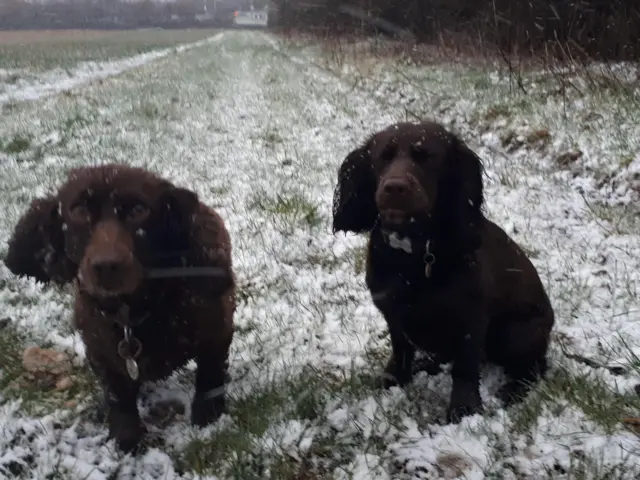 Two spaniels in Beverley, East Yorkshire on a snowy walk