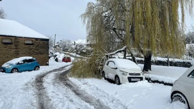 A car hit by a tree