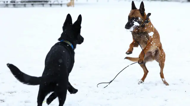 Dogs plays in the snow on the second day of the Crufts dog show in Birmingham