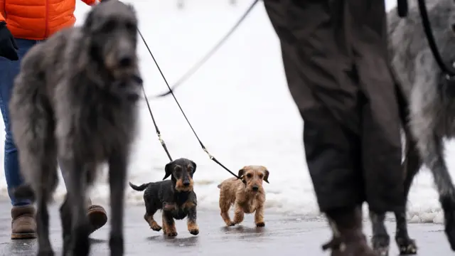 Wirehaired Dachshunds arrive ahead of the second day of the Crufts Dog Show at the Birmingham National Exhibition Centre (NEC). Picture date: Friday March 10, 2023