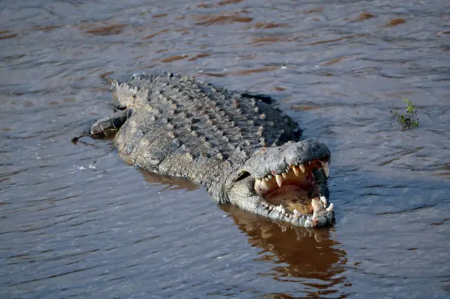 Crocodile in Kenya