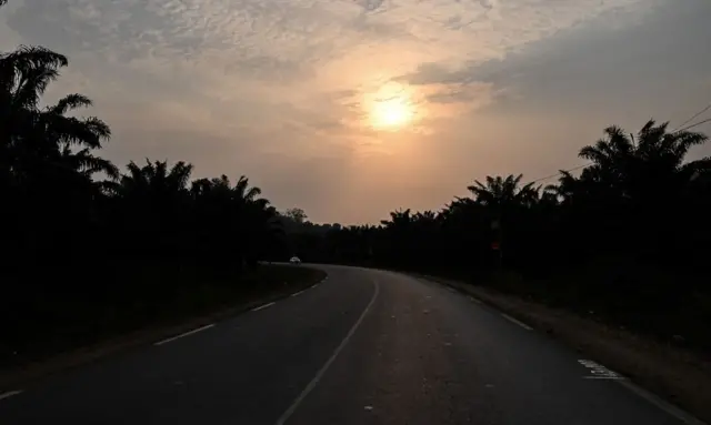 A photo shows a palm tree plantation near Limbe in Cameroon, in January 2022.