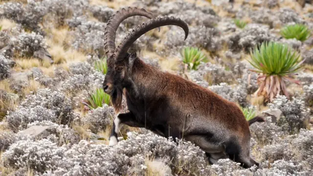 Walia Ibex is an endangered species of Ibex found primarily in the Simien Mountains of northern Ethiopia. A few hundred individuals have survived due to poaching and habitat depletion. The Walia Ibex are social animals that live in herds.