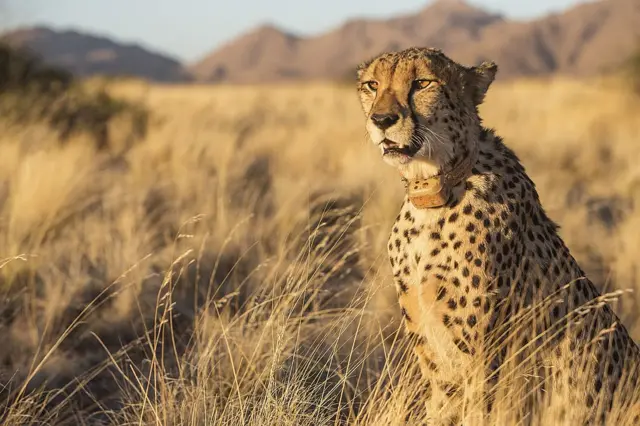 Cheetah at Solitair park in Namibia