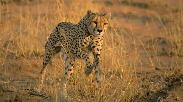 Archive shot of a cheetah in Namibia