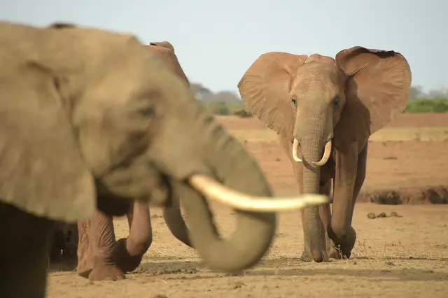 Elephants are pictured at the Voi Wildlife Lodge in Tsavo East