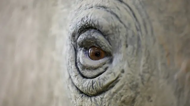 Sudan, the last male northern white rhino, goes on display at the Nairobi National Museum in Kenya on Tuesday.