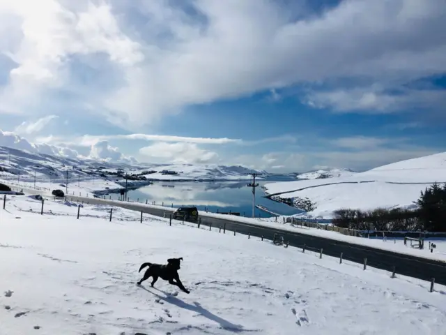 Dogs can get giddy in the snow, like this one in Shetland