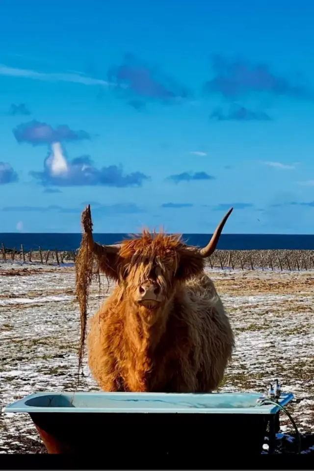 The cold not bothering this Highland coo on Benbecula in photo from Angela Campbell