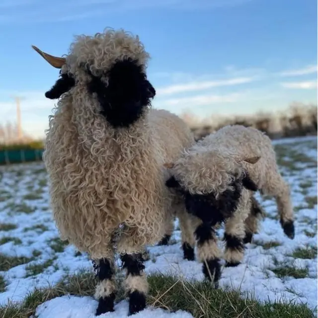 Two sheep in the snow in Kilrea, County Derry