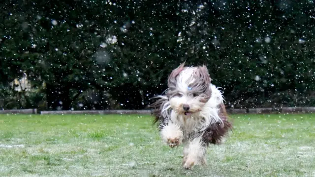 Dog runs through the snow in Stotfold Central, Bedfordshire