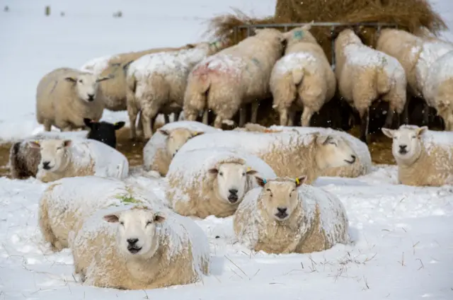 Sheep in snow at Scapa in Orkney