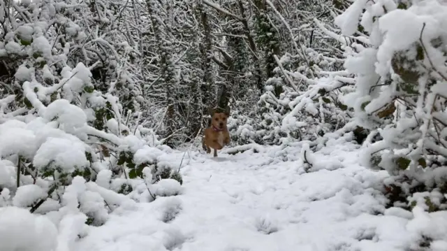 Snow in in Pwll, Carmarthenshire this morning