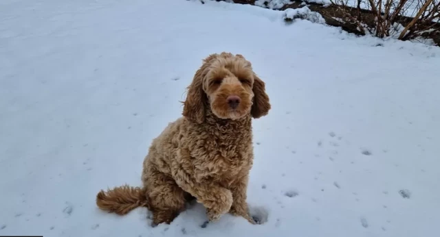 Floki the dog enjoying the snow in Swansea