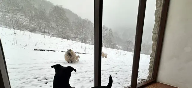 Dog looking at sheep