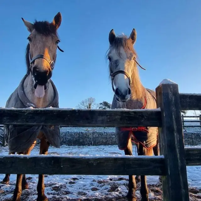 Two horses in the snow in Magherafelt, County Derry