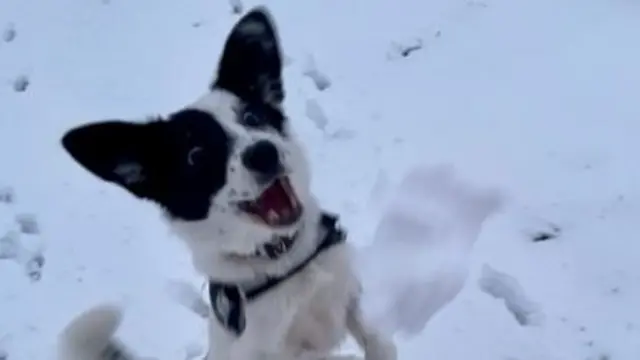 Dog catching a snowball