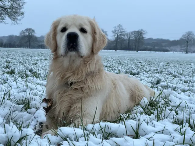 Dog sat in the snow