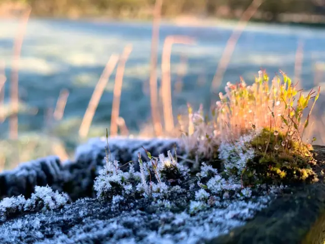 Snow on grass