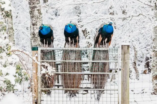 Three peacocks in the snow in Invershin, Scottish Highlands