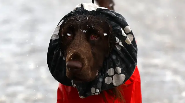 A dog and their owner arrive on the first day of the Crufts dog show