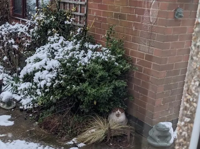 A cat seeking shelter from the snow in Brinklow, Warwickshire