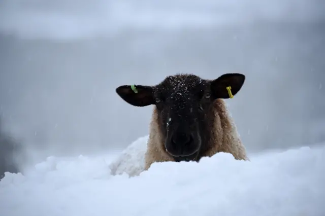 A sheep trudges through the snow in Nantmel, Powys