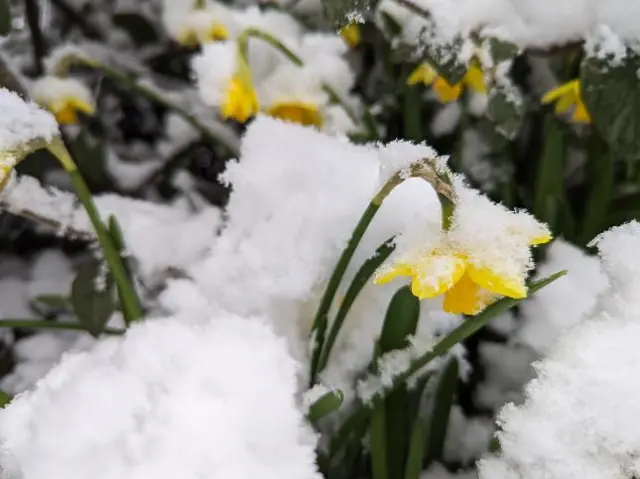 Daffodils covered in snow in Dawley