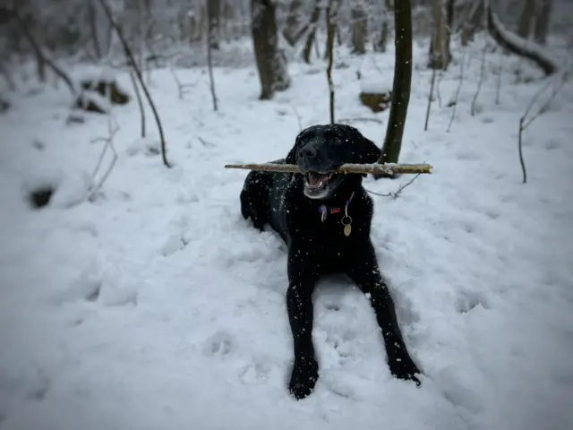 A dog enjoys the snow in Sheffield