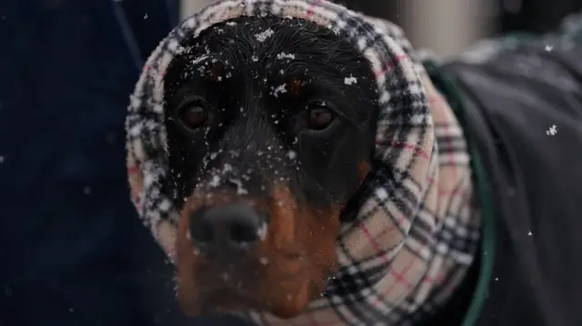 People arrive on the first day of the Crufts Dog Show at the National Exhibition Centre (NEC) in Birmingham