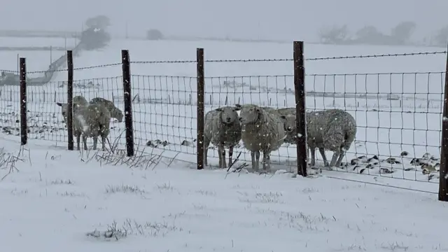 Sheep in a field